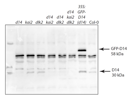 Western blot using anti-D14 antibodies